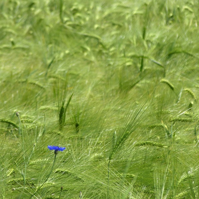 35.jpg