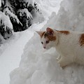 18 Bieszczadzki śnieżny