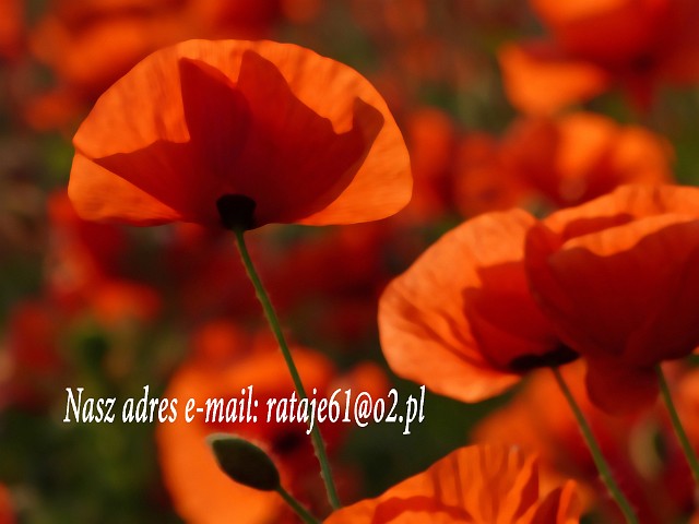 E-mail.jpg