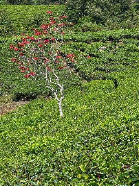 025.jpg - 025 Na plantacji herbaty.