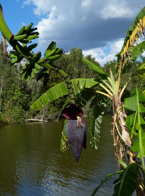 102.jpg - 102 Banan