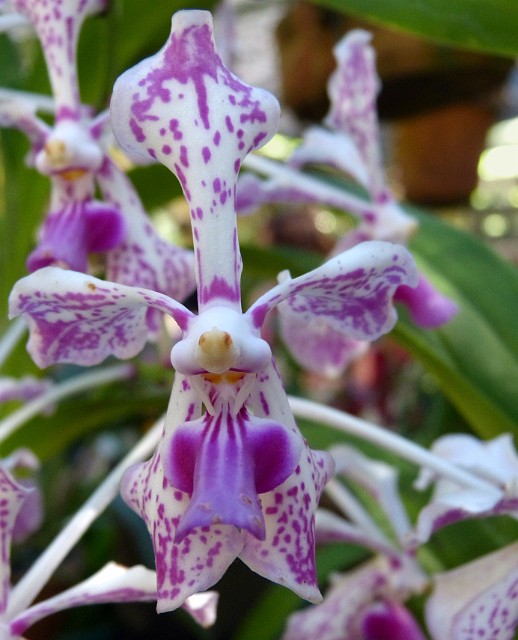 252.jpg - 252 Orchidee na Farmie Orchidei. Większość okazów pochodzi z darów od prywatnych kolekcjonerów