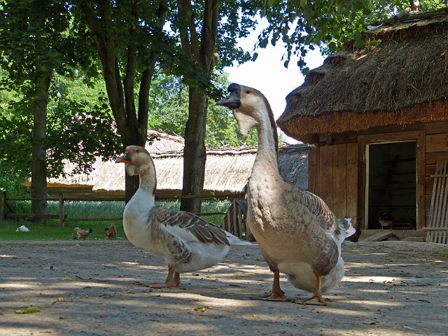 255.jpg