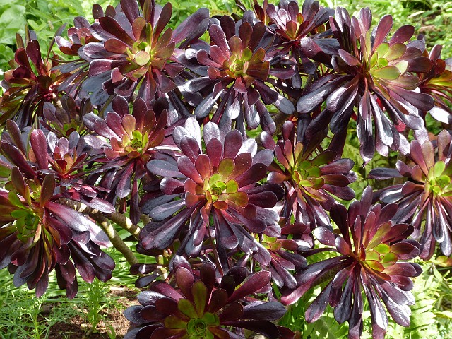 266 .JPG - 266 Aeonium