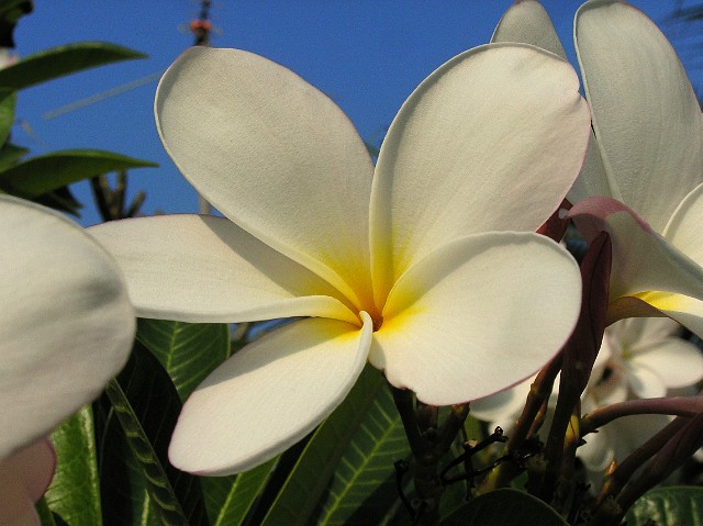 393.jpg - 393 Kwiat Frangipani określany jest jako matka wszystkich perfum.