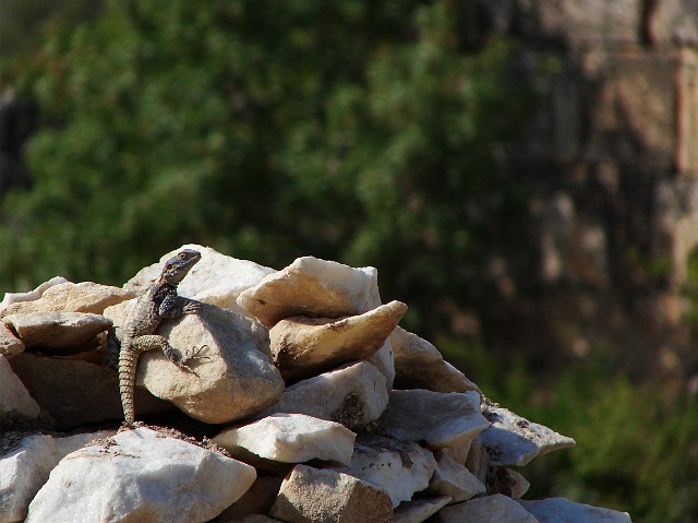 055 Mieszkanka Hierapolis.jpg