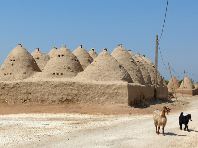 176.jpg