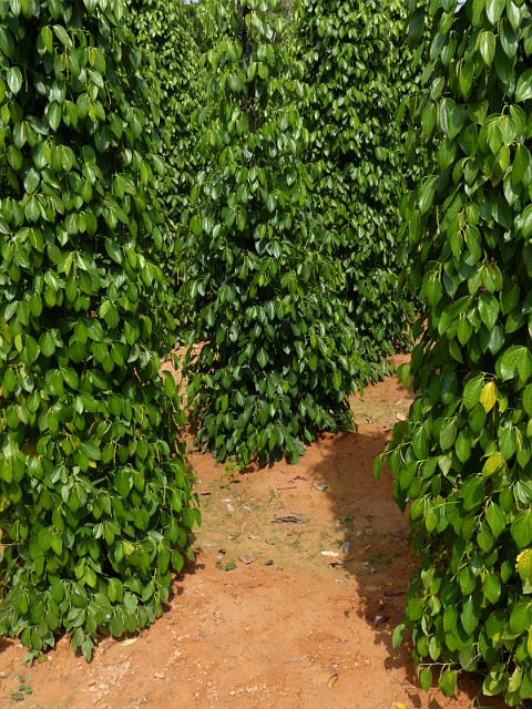 388.jpg - 388 Plantacja pieprzu