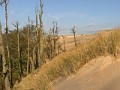 13 Piaski zasypują las