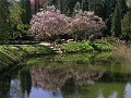 71 Kwitnące magnolie