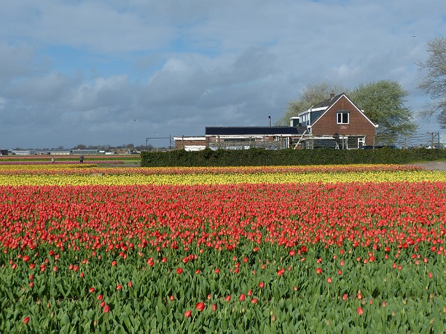 135 Ponownie pola w Noordwijkerhout.JPG