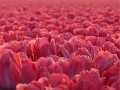 077