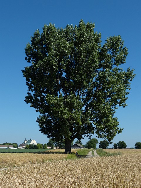 37.jpg