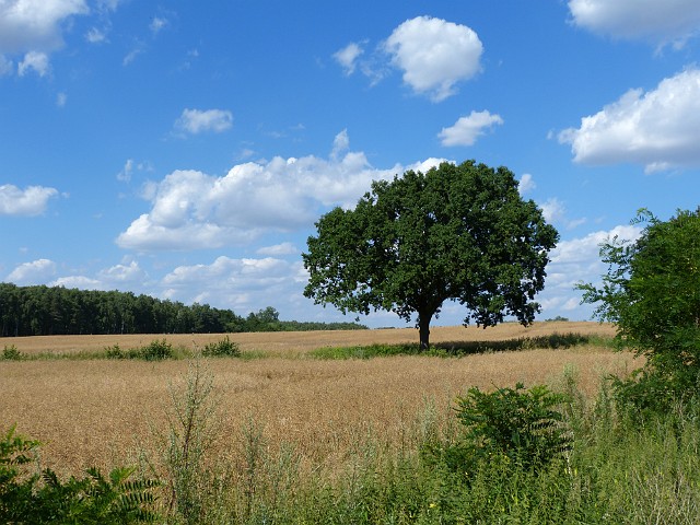 49.jpg