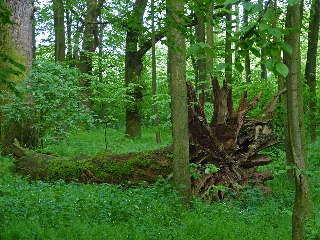 56.jpg