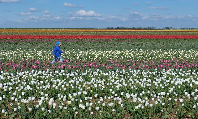 40.jpg - 40. Międzynarodowe Targi Tulipanowe w Chrzypsku Wielkim