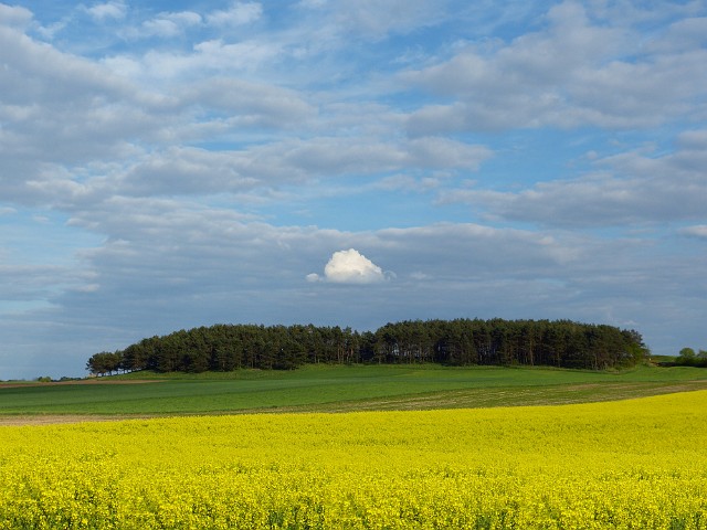 61.jpg
