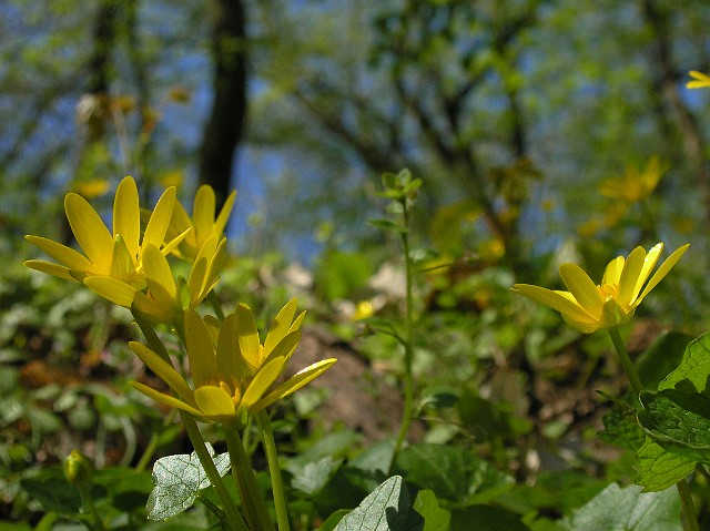 43.jpg - 43 Kwiecień 2010r.