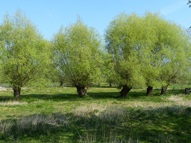 01.JPG - 01 Słońsk – jedna z czterech gmin na terenach których znajduje się Park Narodowy „Ujście Warty”. W tym roku szlaki turystyczne nie były zalane i można było podejść do wierzb.