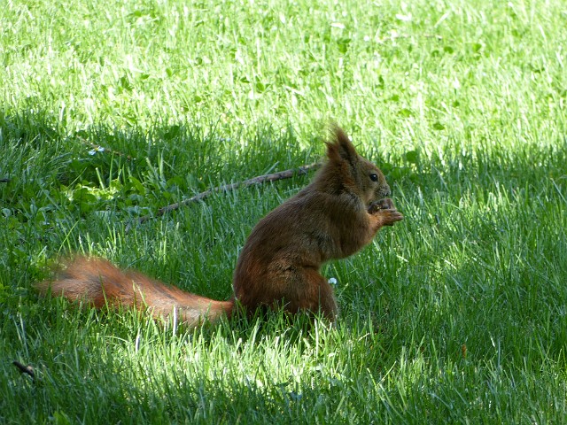 248 .jpg - 248 Park w Łazienkach